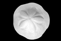 Clypeaster convexus